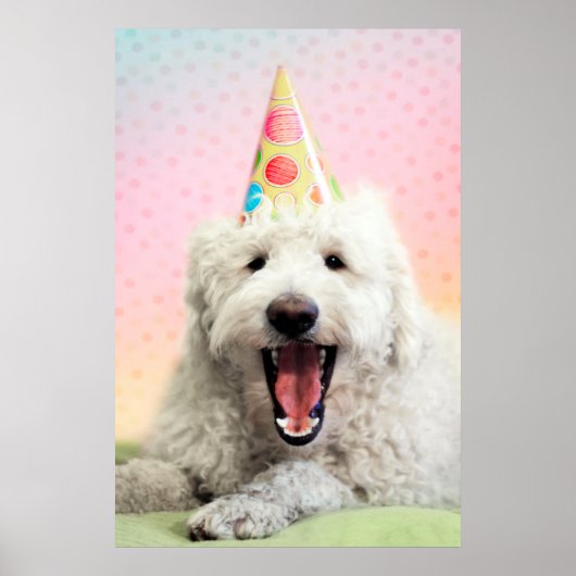 Goldendoele met Pet Poster (Voorkant)