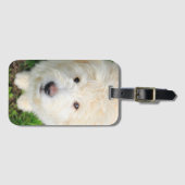 Goldendoele Puppy die naar camera kijkt Bagagelabel (Voorkant (horizontaal))