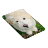 Goldendoele Puppy die naar camera kijkt Magneet (Rechterzijde)