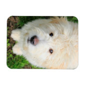 Goldendoele Puppy die naar camera kijkt Magneet (Horizontaal)