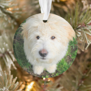Goldendoele Puppy die naar camera kijkt Ornament