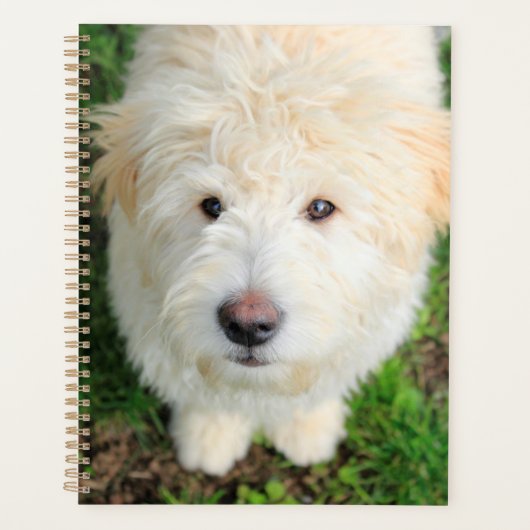 Goldendoele Puppy die naar camera kijkt Planner (Voorkant)