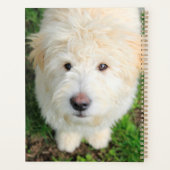 Goldendoele Puppy die naar camera kijkt Planner (Achterkant)