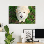 Goldendoele Puppy die naar camera kijkt Poster (Thuiskantoor)
