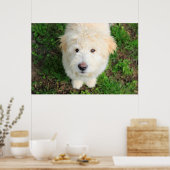 Goldendoele Puppy die naar camera kijkt Poster (Keuken)