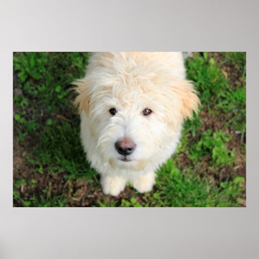 Goldendoele Puppy die naar camera kijkt Poster (Voorkant)