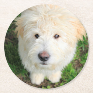 Goldendoele Puppy die naar camera kijkt Ronde Kartonnen Onderzetter