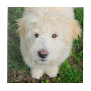 Goldendoele Puppy die naar camera kijkt Tegeltje
