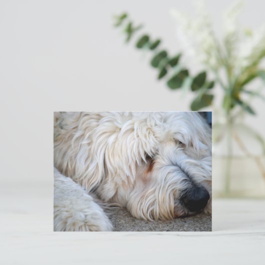 Goldendole achtergrond briefkaart (Staand voorkant)