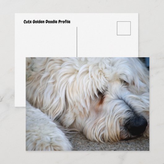 Goldendole achtergrond briefkaart (Voorkant / Achterkant)