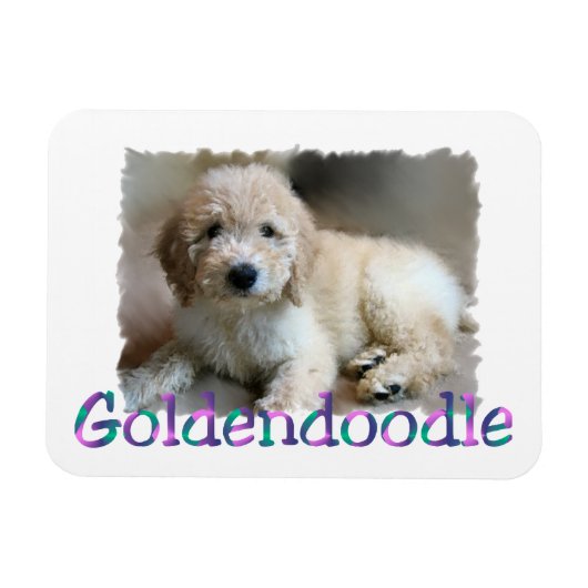 Goldendole Art Magneet (Horizontaal)