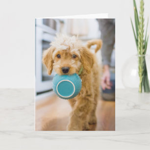 Goldendole Carrying Dinner Bowl Kaart