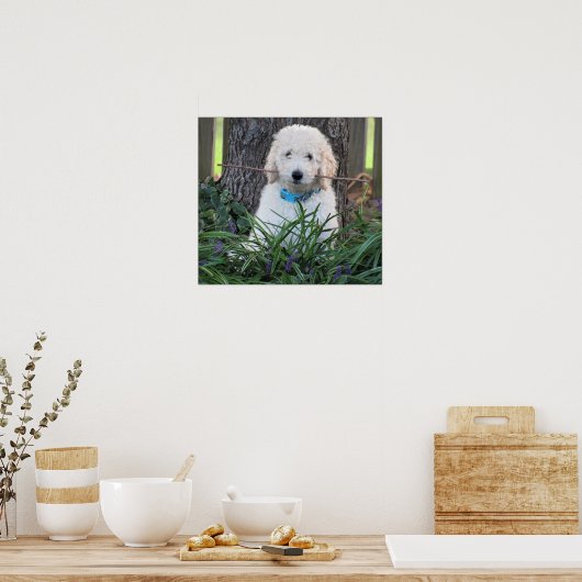 Goldendole Dog Poster (Keuken)