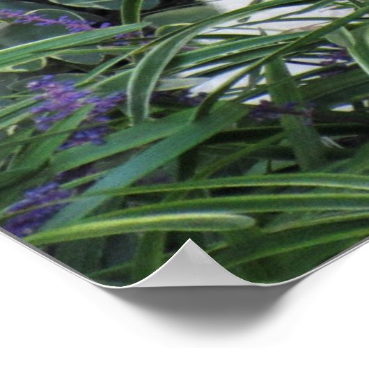 Goldendole Dog Poster (Hoek)