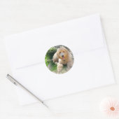 Goldendole Labradoodle Ronde Sticker (Envelop)