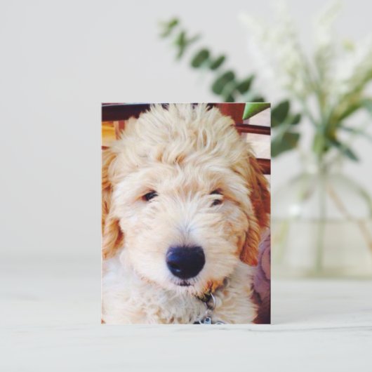 Goldendole Puppy Briefkaart (Staand voorkant)