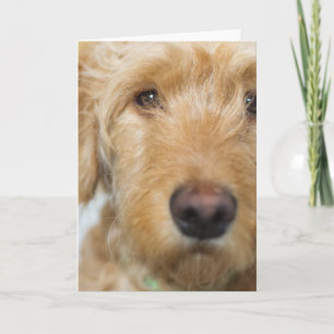 Goldendole Puppy Closeup Kaart