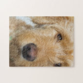 Goldendole Puppy Closeup Legpuzzel (Horizontaal)