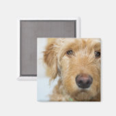 Goldendole Puppy Closeup Magneet (Voorkant / Achterkant)