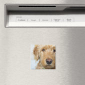 Goldendole Puppy Closeup Magneet (Insitu (Vaatwasser))