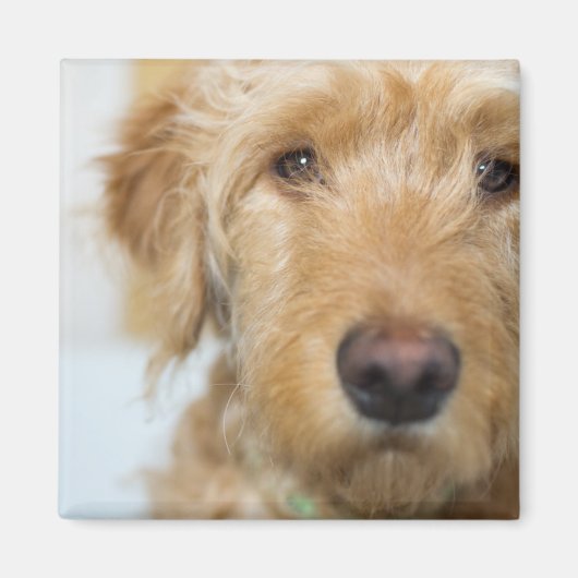 Goldendole Puppy Closeup Magneet (Voorkant)