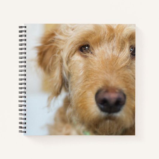 Goldendole Puppy Closeup Notitieboek (Voorkant)
