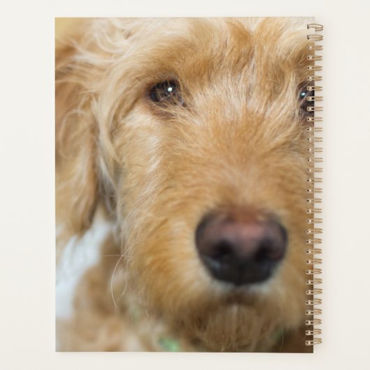 Goldendole Puppy Closeup Planner (Achterkant)