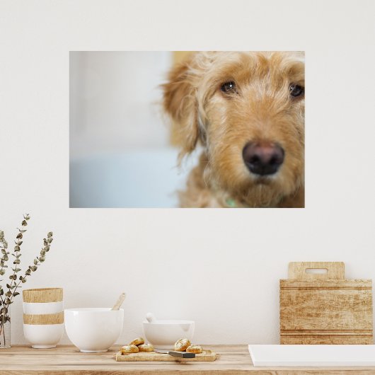 Goldendole Puppy Closeup Poster (Keuken)
