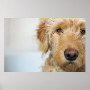 Goldendole Puppy Closeup Poster