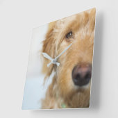 Goldendole Puppy Closeup Vierkante Klok (Hoek)