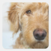 Goldendole Puppy Closeup Vierkante Sticker (Voorkant)