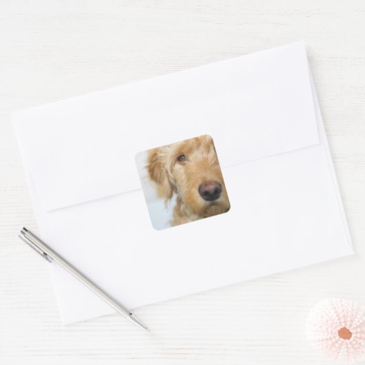 Goldendole Puppy Closeup Vierkante Sticker (Envelop)