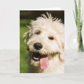 Goldendole Puppy Panting Kaart (Voorkant)