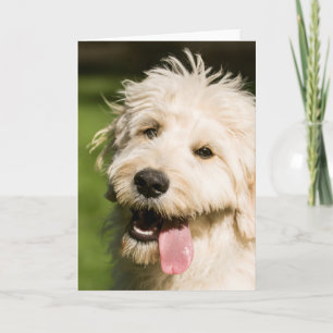 Goldendole Puppy Panting Kaart
