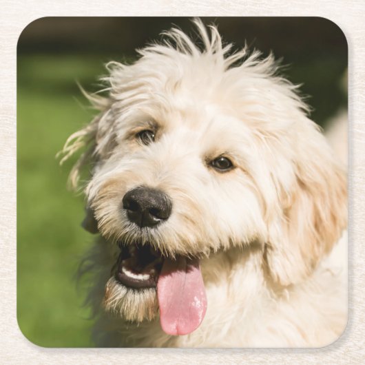 Goldendole Puppy Panting Kartonnen Onderzetters (Voorkant)