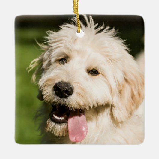 Goldendole Puppy Panting Keramisch Ornament (Voorkant)