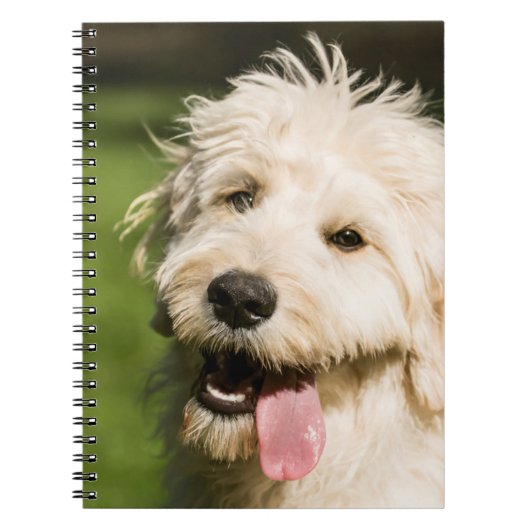 Goldendole Puppy Panting Notitieboek (Voorkant)