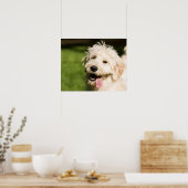 Goldendole Puppy Panting Poster (Keuken)