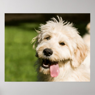 Goldendole Puppy Panting Poster