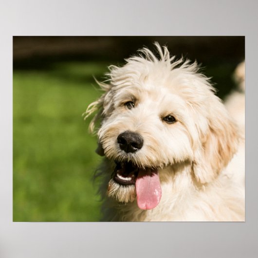 Goldendole Puppy Panting Poster (Voorkant)