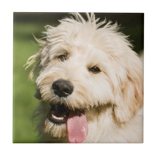 Goldendole Puppy Panting Tegeltje (Voorkant)