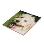 Goldendole Puppy Panting Tegeltje (Zijkant)