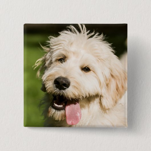 Goldendole Puppy Panting Vierkante Button 5,1 Cm (Voorkant)