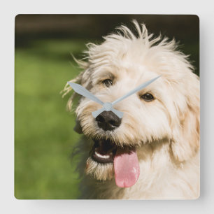 Goldendole Puppy Panting Vierkante Klok