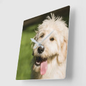 Goldendole Puppy Panting Vierkante Klok (Hoek)