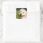 Goldendole Puppy Panting Vierkante Sticker (Tas)