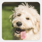 Goldendole Puppy Panting Vierkante Sticker (Voorkant)