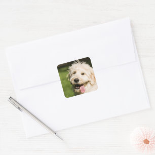 Goldendole Puppy Panting Vierkante Sticker