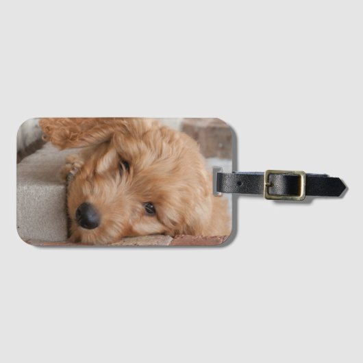 Goldendole Puppy Peeking Bagagelabel (Voorkant (horizontaal))