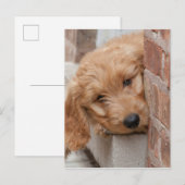 Goldendole Puppy Peeking Briefkaart (Voorkant / Achterkant)